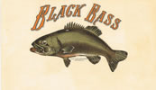 BLACK BASS