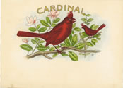 CARDINAL
