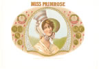 MISS PRIMROSE