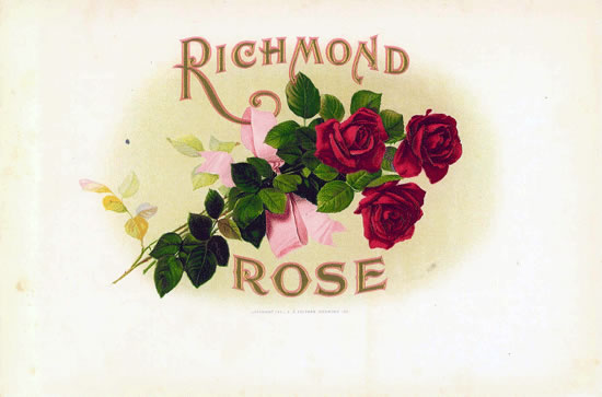 RICHMOND ROSE