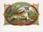TIGERETTES