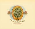 WHITE HEATHER