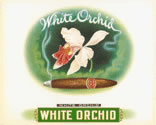 WHITE ORCHID