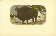 WISENT (untitled)