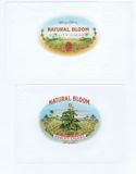 NATURAL BLOOM 