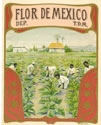 FLOR DE MEXICO