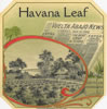 HAVANA LEAF