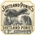 SHETLAND PONIES