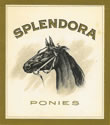 SPLENDORA PONIES