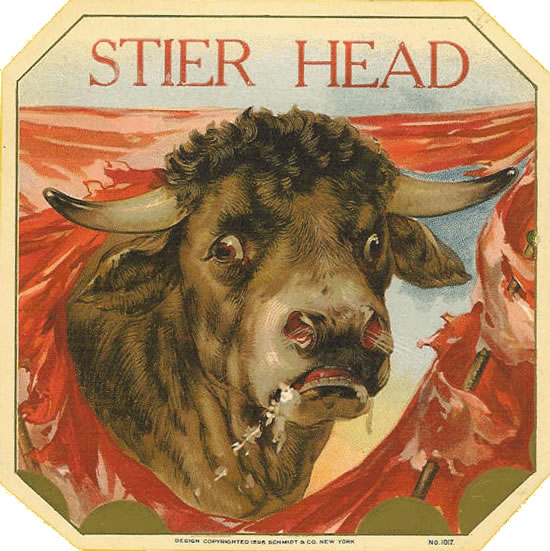 STIER HEAD