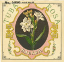 TUBA ROSA