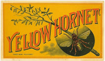 YELLOW HORNET