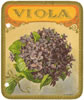 VIOLA