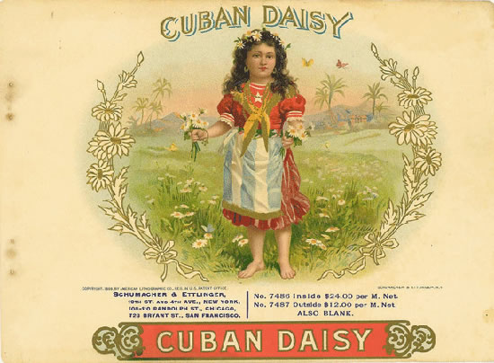 CUBAN DAISY