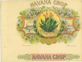 HAVANA CROP