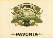 PAVONIA