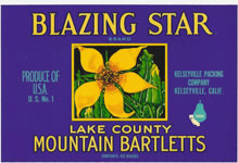 BLAZING STAR