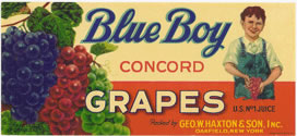 BLUE BOY CONCORD GRAPES