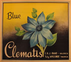 BLUE CLEMATIS