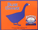 BLUE GOOSE