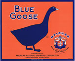 BLUE GOOSE