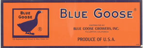 BLUE GOOSE