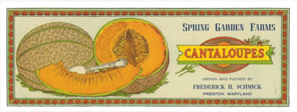 CANTALOUPES SPRING GARDEN FARMS