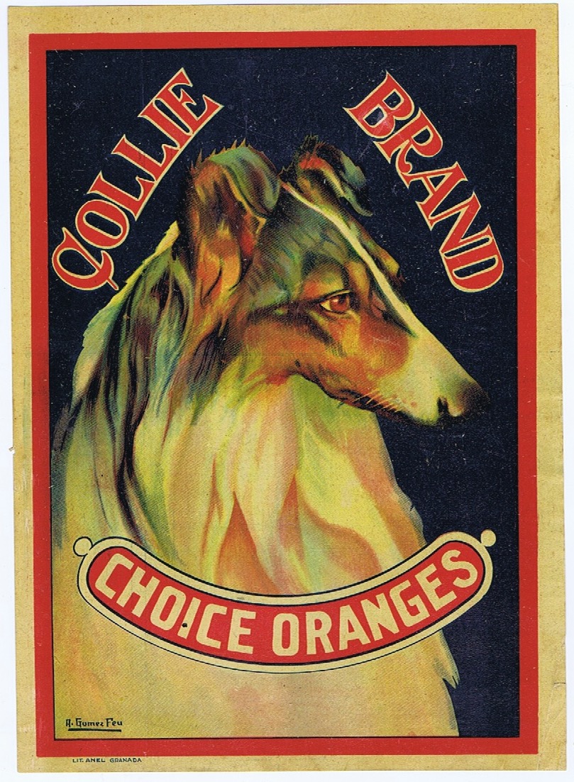 COLLIE BRAND