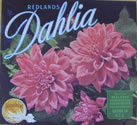 DAHLIA