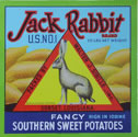 JACK RABBIT