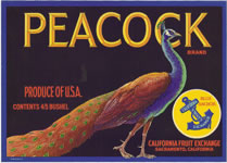 PEACOCK