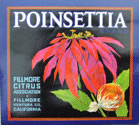 POINSETTIA