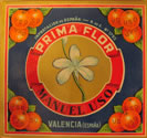 PRIMA FLOR