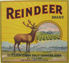 REINDEER