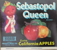 SEBASTOPOL QUEEN