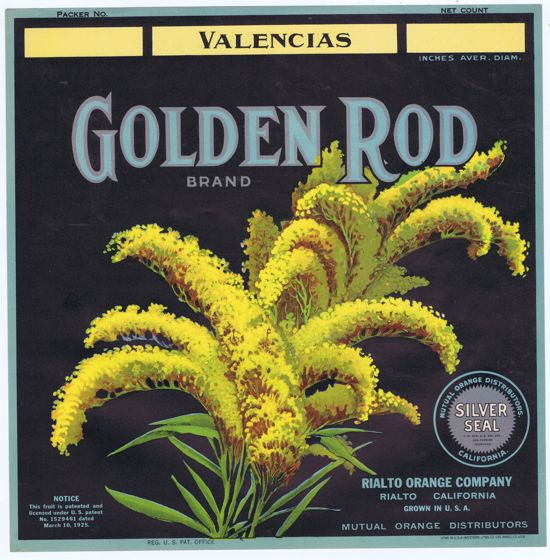 GOLDEN ROD