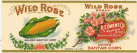 WILD ROSE BANTAM CORN