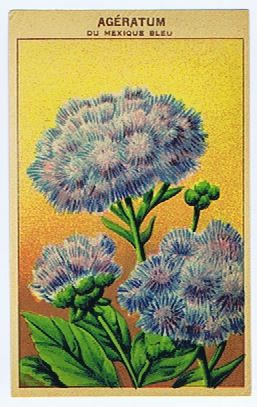 Ageratum