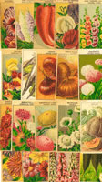 FRENCH SEED PACK LABEL COLLECTION