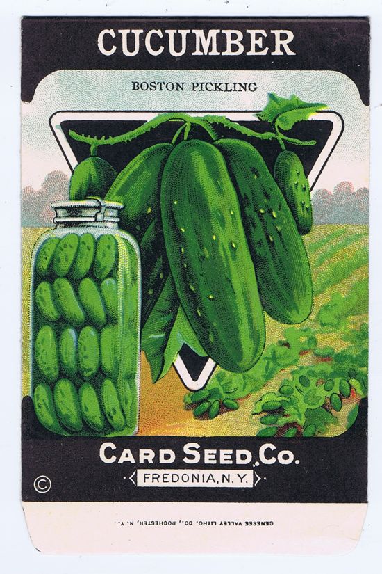 Card Seed Co. Cucumber