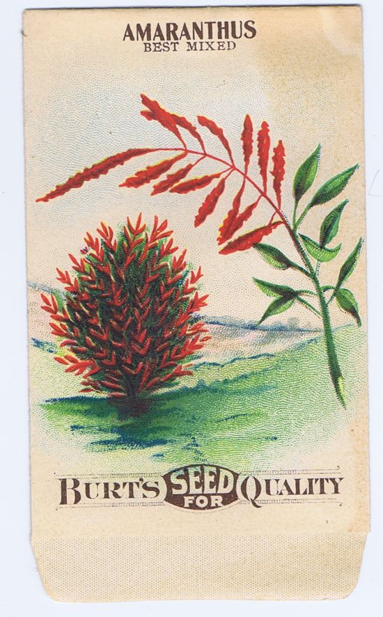 Amaranthus