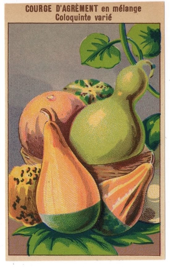French Seed Label COURGE D'AGREMENT