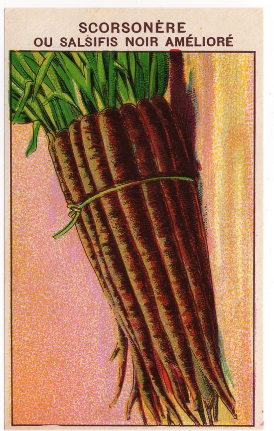 Scorsonere