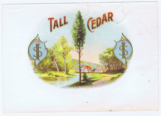 TALL CEDAR